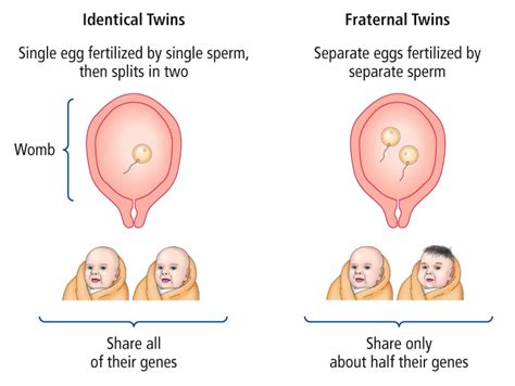 The Significance of Twin Studies in Unraveling Human Behavior and Development