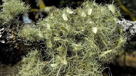 The Significance of Usnea Lichen in the Ecosystem