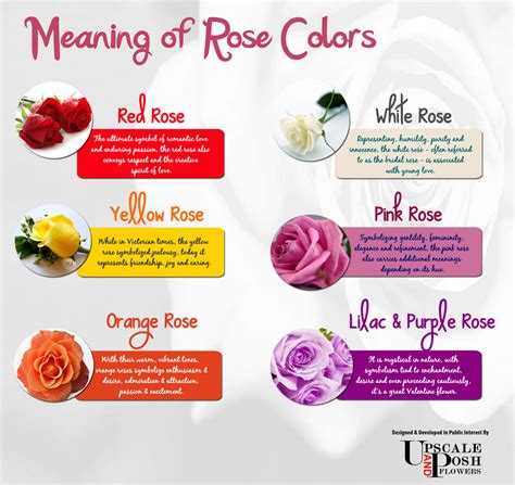 The Significance of Various Colors of Rose Stems