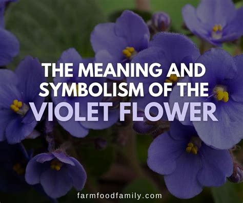 The Significance of Violet Flower Colors