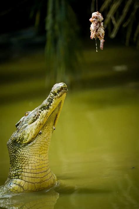 The Significance of Walking atop a Crocodile in Dreams