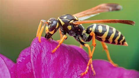 The Significance of Wasps in the Natural Ecosystem and Their Relevance in Dream Analysis