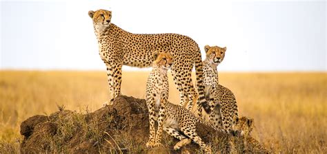 The Significance of Water for Cheetahs' Survival in their Natural Habitat