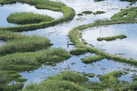 The Significance of Wetlands: A Refuge for Diversity of Life