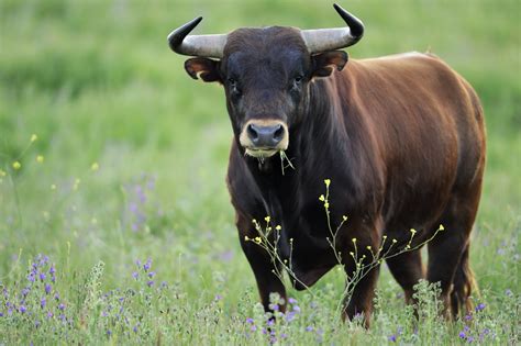 The Significance of a Bull Invading Your Home