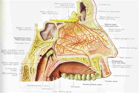 The Significance of a Drippy Nasal Passageway in Oneiric Visions: Connections Between the Physical and Emotional Aspects