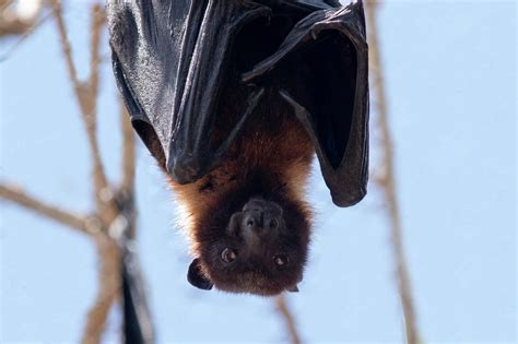 The Significance of a Hanging Bat as a Dark Omen or a Spiritual Guide