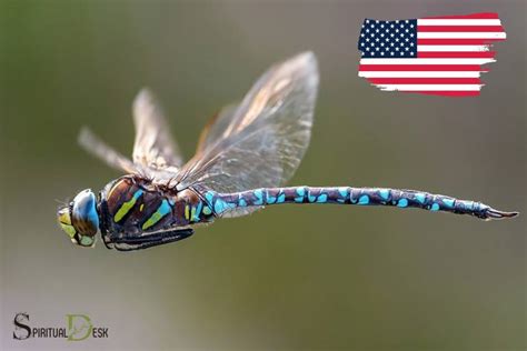 The Significance of a Scarlet Dragonfly in Indigenous American Customs