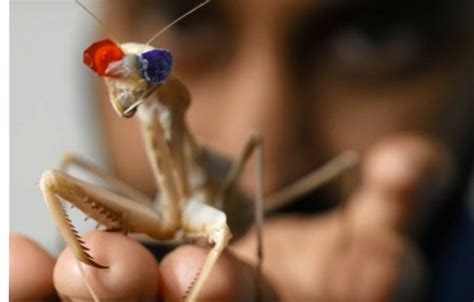 The Significance of a Vision Involving a Departed Praying Mantis