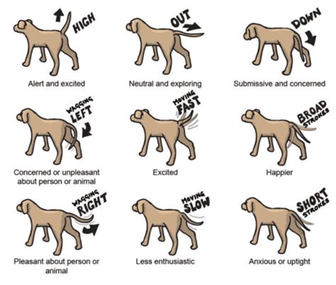 The Significance of a Wagging Canine Appendage in Various Cultures