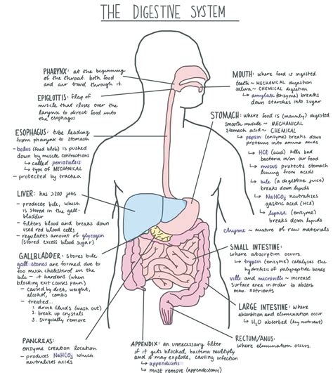 The Significance of a Well-functioning Digestive System