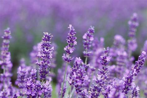 The Significance of the Lavender Blossom: A Representation of Enigma and Fascination