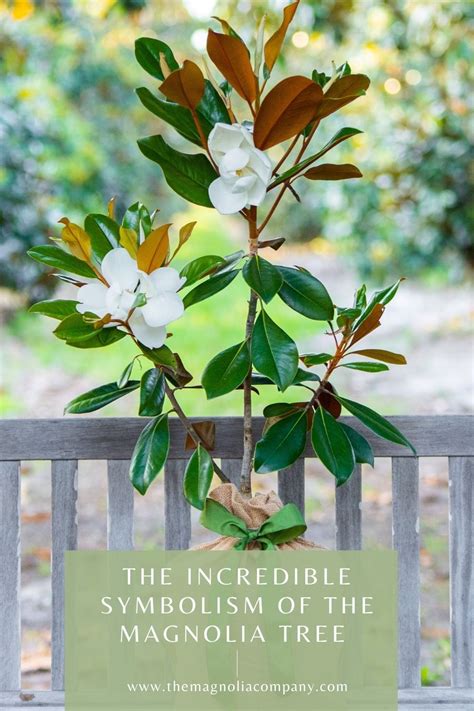 The Significance of the Magnolia Tree's Symbolism