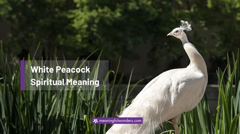 The Significance of the White Peacock in the Realm of Spiritual Awakening