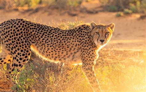 The Small Cheetah: Myth or Reality?