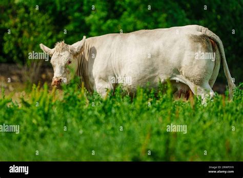 The Soothing Effect of Watching Bovine Creatures Gracefully Forage in a Meadow