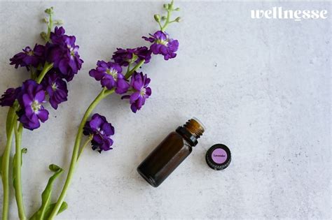 The Soothing Effects of Lavender Essential Oil