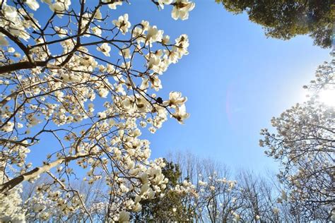 The Soothing Influence of Flowering Trees