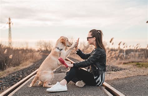 The Special Connection: Exploring the Bond Between Humans and Animals