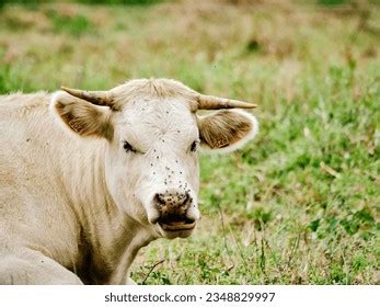 The Spectacular Charm of a Majestic Bovine Gathering