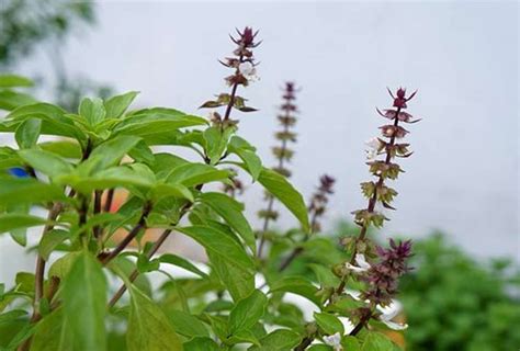 The Spiritual Beliefs Associated with the Sacred Basil Plant