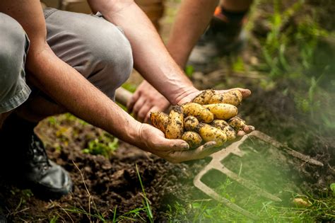 The Spiritual Connection to the Earth: Discovering the Profound Bond in Potato Harvesting