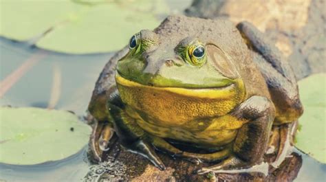 The Spiritual Essence of the Bullfrog: Exploring its Symbolic Meanings