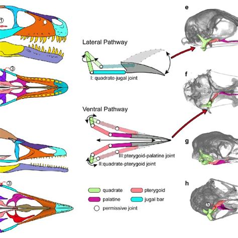 The Spiritual Significance of Avian Crania