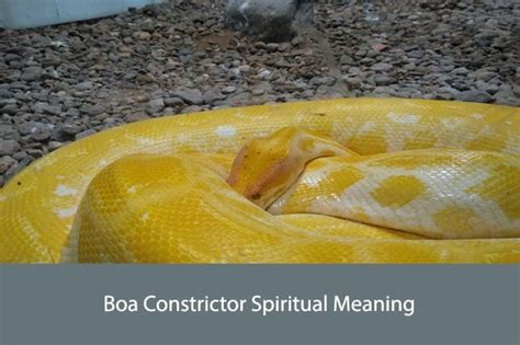 The Spiritual Significance of Boa Constrictors in Various Religious and Belief Systems