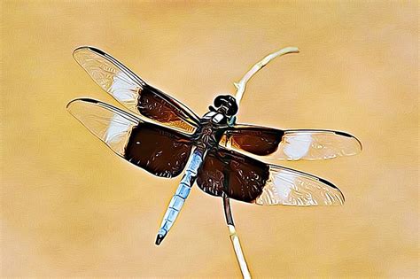 The Spiritual Significance of Dragonflies: Messengers from the Spirit World?