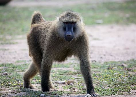 The Spiritual Significance of Dreaming about a Small Baboon