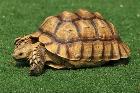 The Spiritual Significance of Dreaming about a Tiny Tortoise