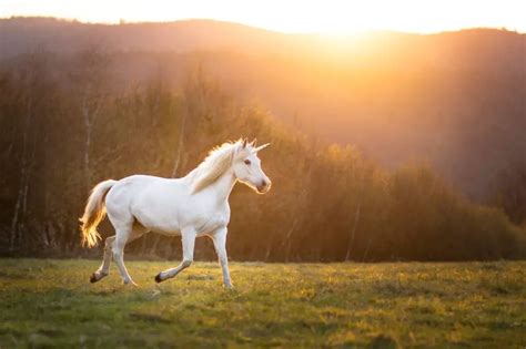 The Spiritual Significance of Dreaming about the Enchanting Creatures