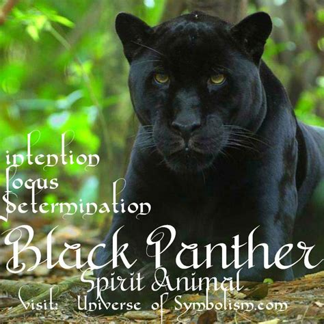 The Spiritual Significance of Having a Vision of a Majestic Onyx Panther