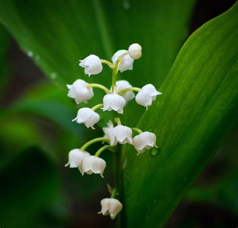 The Spiritual Significance of Lily Of The Valley: From Purity to Resurrection