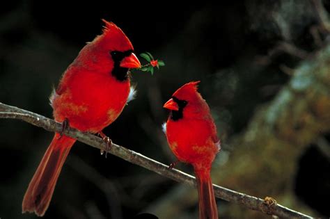 The Spiritual Significance of Nestling Cardinals in Indigenous American Traditions