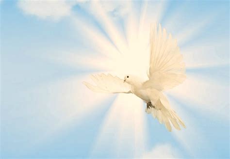 The Spiritual Significance of White Doves and Their Connection to Divinity