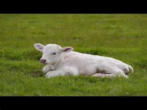 The Spiritual Significance of a White Calf in Dreams