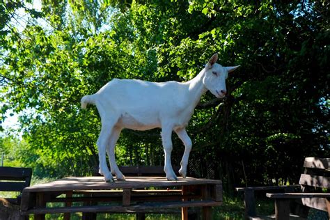 The Spiritual and Cultural Significance of Goats: A Journey into Mythology