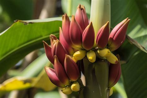 The Spiritual and Symbolic Significance of Banana Leaves