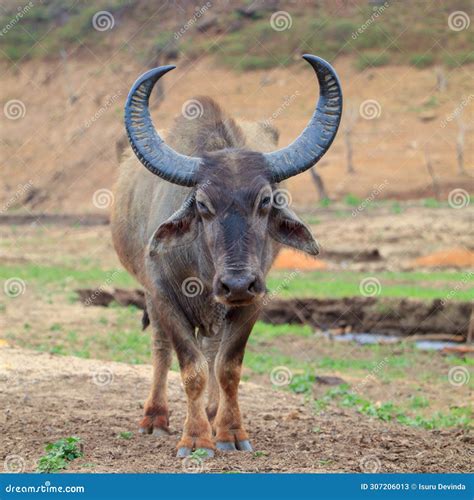 The Splendid Form of the Carabao: Exploring its Remarkable Physical Characteristics