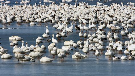 The Splendor of Geese Migration: An Extraordinary Phenomenon to Witness