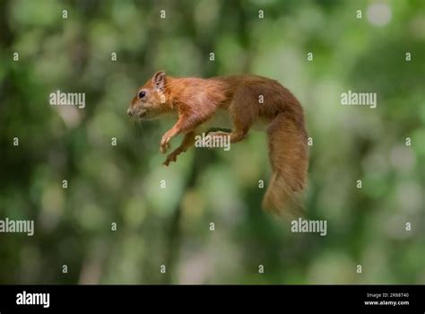 The Splendor of the Red Squirrel: Exploring their Remarkable Appearance