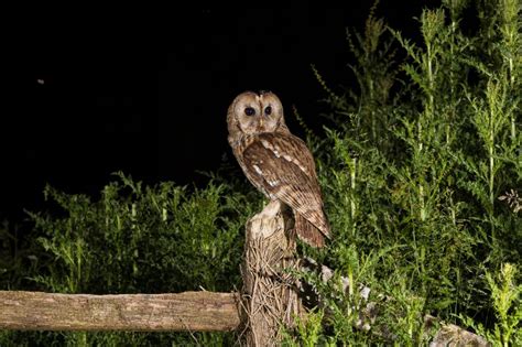 The Stealthy Nocturnal Predators: Owl's Exceptional Night Vision and Elusive Nature