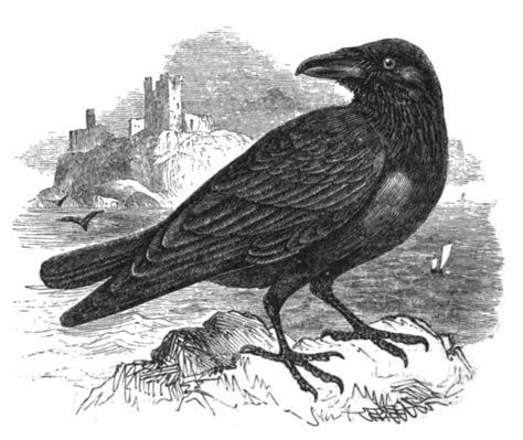 The Stories and Legends Associated with Ravens