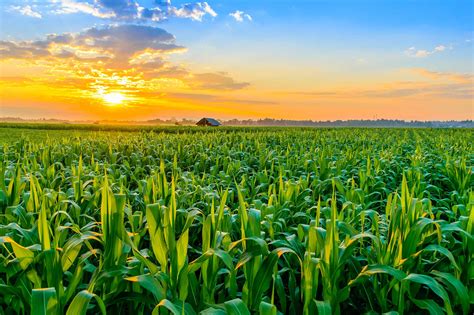 The Story and Transformation of Corn Agriculture