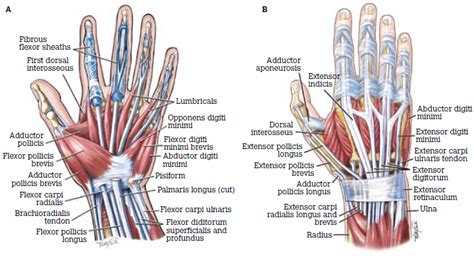 The Structure of a Finger and Common Injuries