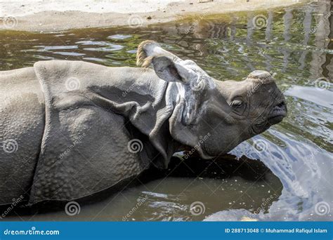 The Struggle for Survival: Conservation Efforts for Young Rhinoceroses