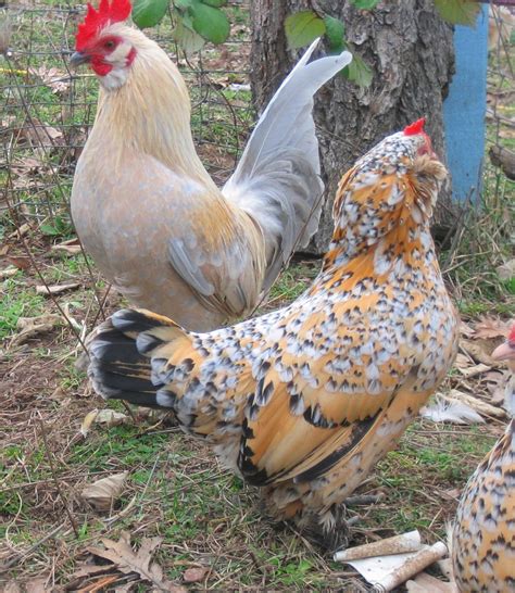 The Sublime Beauty of a Hen's Plumage