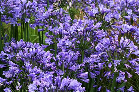 The Sublime Charm of the Lavender Lily: A Visually Pleasing Delight